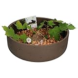  Pottery Pots Ethan Bol décoratif Marron foncé Marron foncé L