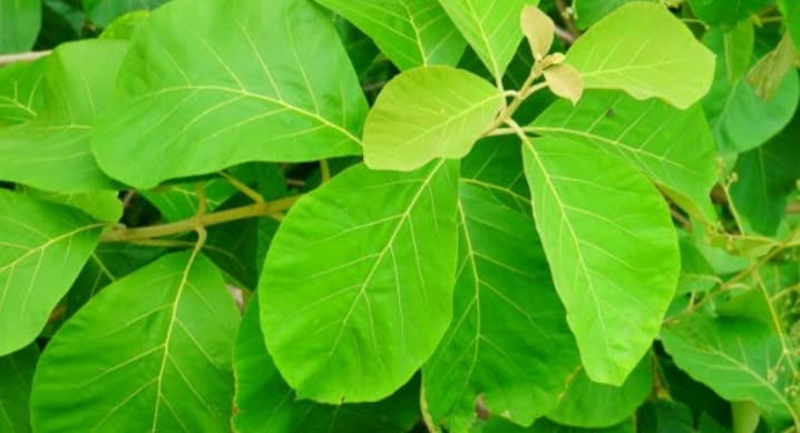 Minnal Traders Organics Teak Fresh Leaves for Food Wrapper & More - 100 GMS-image-40