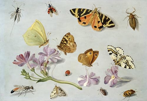 Art imprimé de papillons pour salon chic avec cette affiche Jan Van Kessel