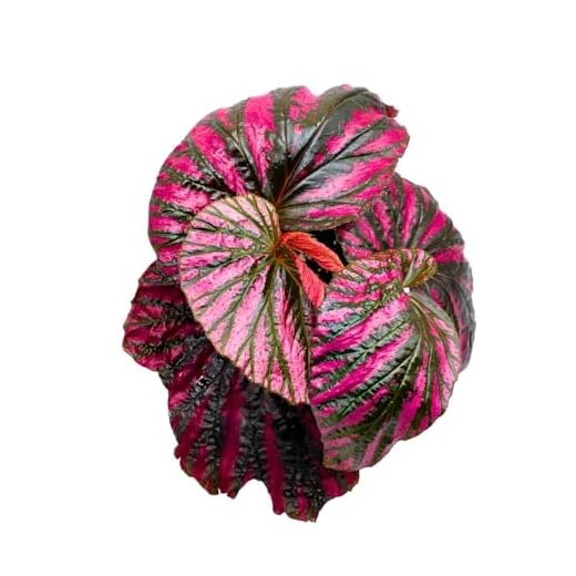 Premium Red and Black Cane Begonia