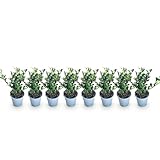 Ilex crenata Caroline Upright n'est pas seulement une belle addition à votre jardin, mais aussi une plante précieuse pour l'environnement, car elle purifie l'air et contribue à la biodiversité. Profitez des avantages de cet ajout vert qui est à la fois esthétique et écologiquement responsable.