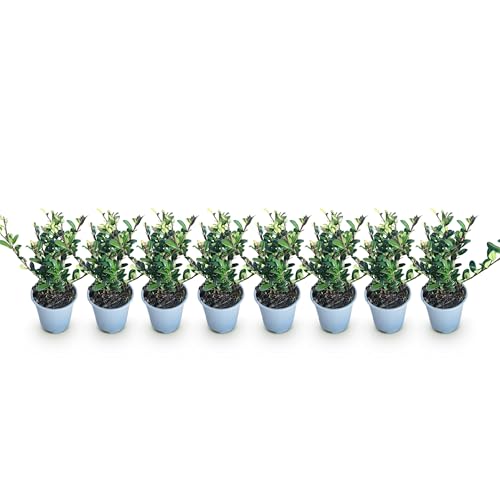 GreenboutiQ - Plantes de haie - Ilex crenata Caroline Upright - Feuillage Vert - 8 Plantes - 1 Mètre Linéaire - Persistant - Pot de 9cm Hauteur 25-30cm