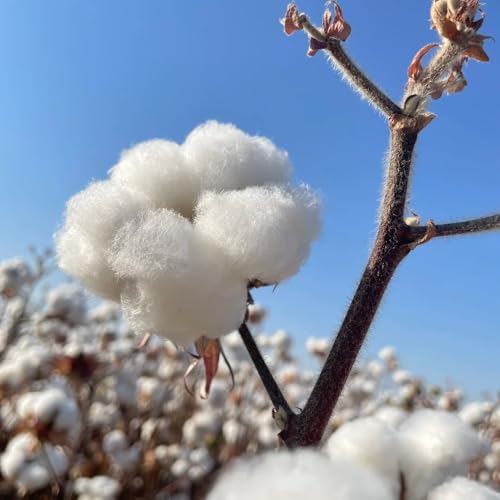 semi di cotone esotiche resistenti semi cotone gossypium primaverili, resistenti autunnali, selvatiche da giardino roccioso da giardino 60pcs