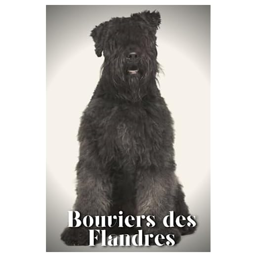 Bouviers des Flandres: Dog breed overview and guide