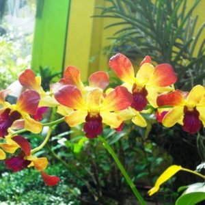 Live Dendrobium Plant : Gift of God in Orchid pot (B07BJL82HF) Amazon Price History, Amazon Price Tracker
