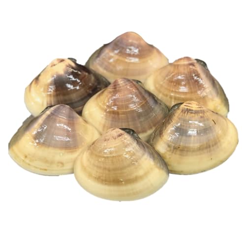 VR n͂܂ () tYmLFnOKAWARINX nn}O n 150gTCY×1kg ①