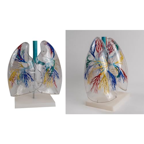 Modèle poumons anatomiques transparents avec arbre bronchique détaillé - 2