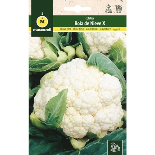Mascarell Graines, chou-fleur, graines potager, chou-fleur précoce boule de neige X, créez votre propre potager urbain et culture à la maison, plantes horticoles, 3 g