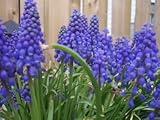 25 GRAPE HYACINTH MUSCARI Flower Seeds