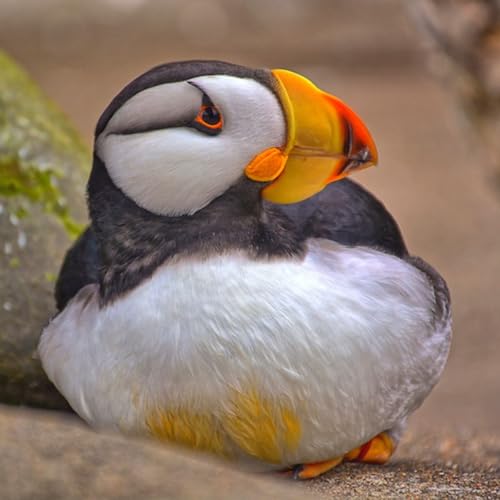 In Winter, Puffins Lead Very Different Lives Podcast Por  arte de portada