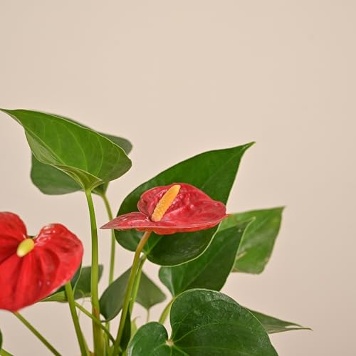 Image of UGAOO Anthurium Red Plant with Self-Watering Pot (Medium) | Indoor Air-Purifying Flowering Plant for Home & Office Decor