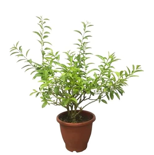 DECOALIVE Cestrum Nocturnum Planta Natural de Exterior Galán Noche