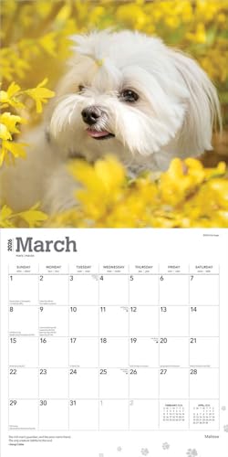 Maltese | 2026 12 x 24 Inch (Hanging) Monthly Square Wall Calendar | Plastic-Free | BrownTrout | Animals Small Dog Breeds - image 3