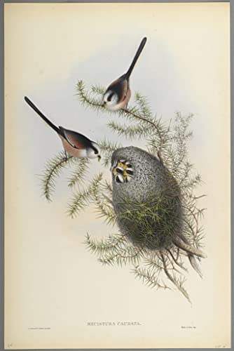 Tableau Toile Mésange à longue queue John Gould 60x90cm SERENDIPITP