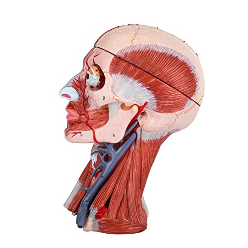 Image of Numbered Human Head and Neck W /Brain Model, 10 Part Life Size Anatomical Head and Neck Muscle with Vessels Nerves and Brain Model for Medical Anatomy and Physiology Study Research Teaching