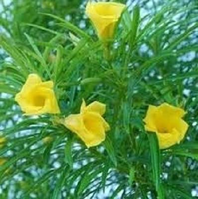 Plant Live Kaner Nerium Oleander Yellow Flower Plant With Pot (B096KVKX7R) Amazon Price History, Amazon Price Tracker