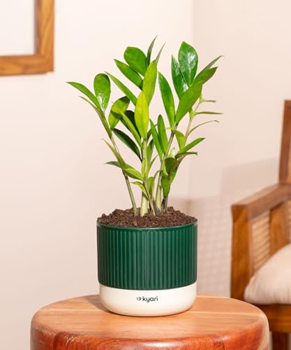 Kyari Zamia Green (ZZ) Air Purifier Plant with Green Self Watering Pot