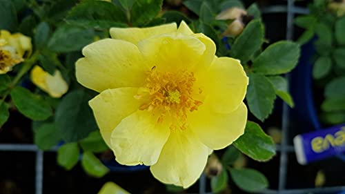 DECOROSIER SUNEVA® 'Noalesa' / Rosier paysager jaune SUNEVA® / Conteneur de 2 à 2.9 litres