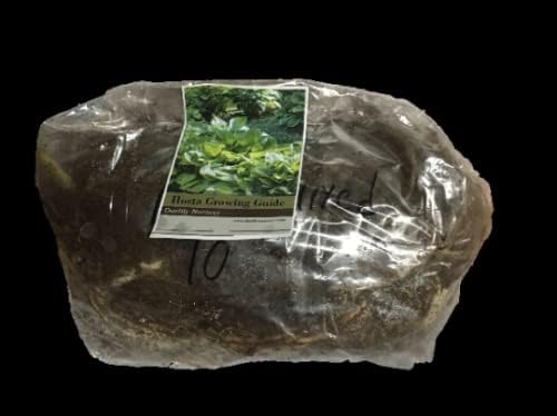 Francee Hosta Bareroot (5)