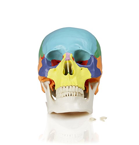 Image of Walter Products B10218 22 Colored Human Skull Model, Life Size