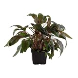Planta madre para acuario, Cryptocoryne wendtii XL, plantas acuáticas para acuario