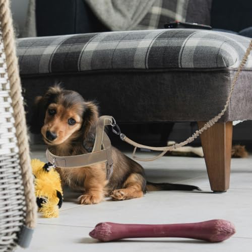 GLEAVI Harness, Dog for Training Leash Adjustable Set Nylon Lightweight and Easy to Put for Small to Large with Neck 23.23in and Chest 23.62-27.56in Outdoor Use Suitable Dogs - 4