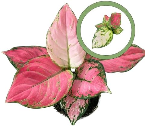 Aglaonema Lucky Red โChinese Evergreenโ