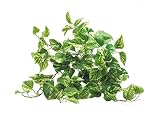 ✅No es fácil distinguir entre las plantas artificiales de Always green y las plantas reales
