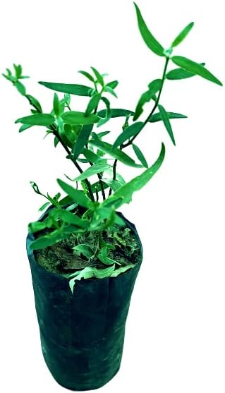 Jaal, Salvadora Oleoides Live Plant