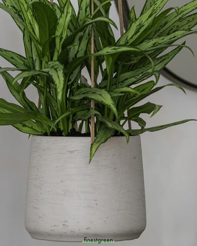 Finestgreen Hängendes Pflanzgefäß Patt Grau S | Hängender Blumentopf zum bepflanzen | Urban Gardening Pflanzenampel | Pottery Pots – Ansicht 5