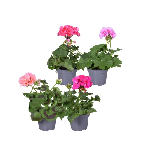 Geranio - Pack 4 Plantas - Flores de Colores - Plantas Naturales