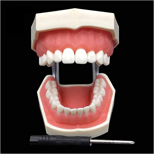 UIGJIOG Removable Dental Preparation Training
