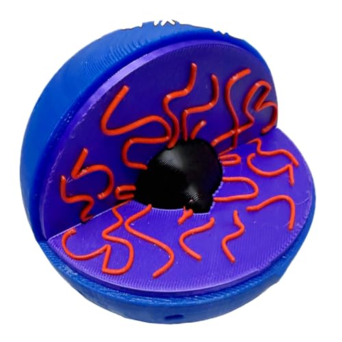 Modelo de célula biológica interactivo azul de 15cm para laboratorios escolares 2