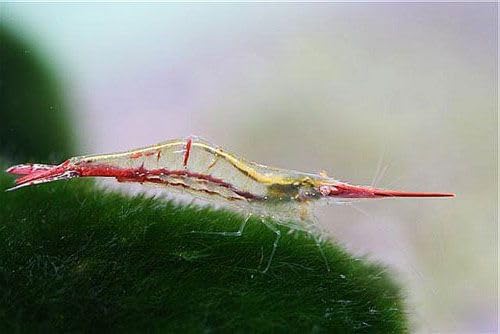 10x live Long Nose Java Shrimp, Freshwater Aquarium Shrimp, Unique Red long nose shrimp. Clean up crew.