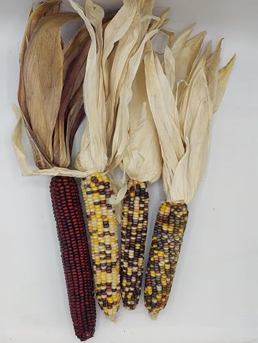 Large Indian Corn in Husk - Pack of 4 for Home Decor, Crafts and Bowl fillers