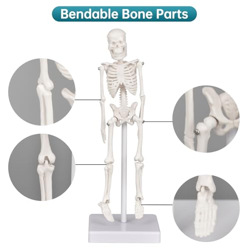 Image of Mini Skeleton Model, 7.8 inch Small Anatomy Skeleton Figure, Movable Arms and Legs, Human Body Model with Base, Human Bones for Teaching Tool, Decoration