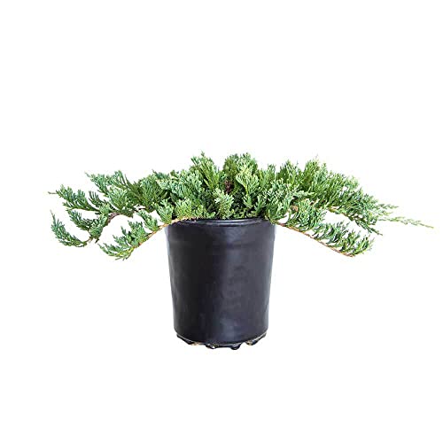 2.5 Qt. - Blue Rug Juniper - Groundcover - Live Plants #TOP27