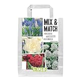 Blumenzwiebeln in Geschenkverpackung - Zwiebeln, Knollen verschiedener winterharter Pflanzen f&uuml;r Garten und Balkon - bunt, mehrj&auml;hrig, f&uuml;r Topf und Beet (Mix & Match Blau-Rot 50St.)