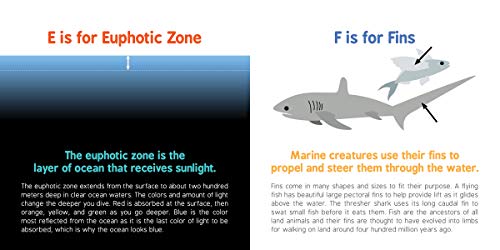 ABCs of Oceanography: Learn about Sea Creatures, Marine Biology, and More with this Essential Ocean Board Book from the #1 Science Author for Kids (Baby University) - Image 4