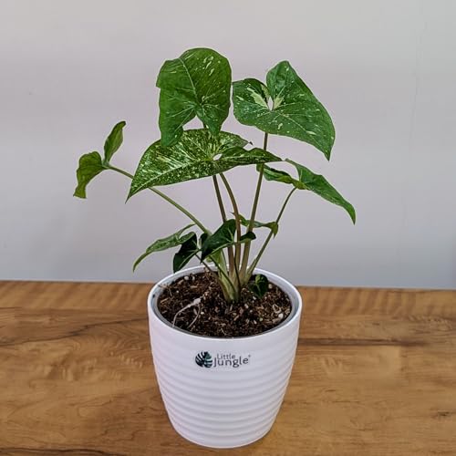 Image of LittleJungle Syngonium Panda Galaxy (very rare) - Healthy Live Plant with White Pot, Air Purifying Plant, Indoor Plants for Living Room, Gifting, Rare Plants, Balcony, Home Decor & Office Desk