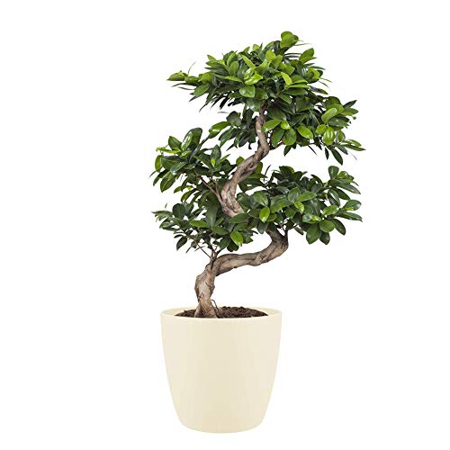 Bonsai – Chinese vijg incl. crème kleurig sierpot als set – Hoogte: 70 cm - Afbeelding 3