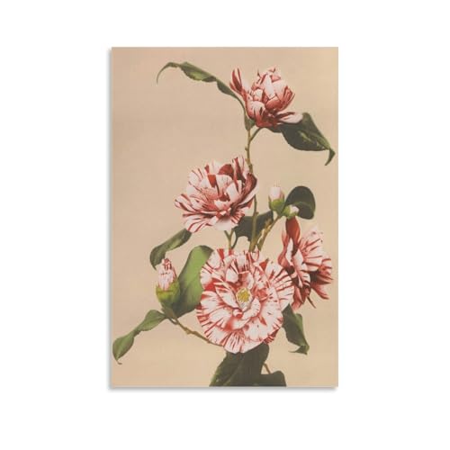 Striped Camellia by Ogawa Kazumasa Poster�L�����o�X�A�ǃA�[�g�A�C���e���A���w�A�ƁA���A�V���ւ̑��蕨16x24inch(40x60cm) Unframe-style