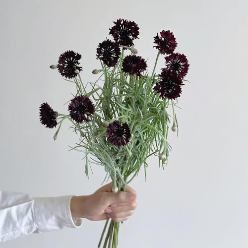 Semillas de aciano - de jardin resistentes Centaurea cyanus - de balcón perennes resistentes semillas exóticas raras 100pcs