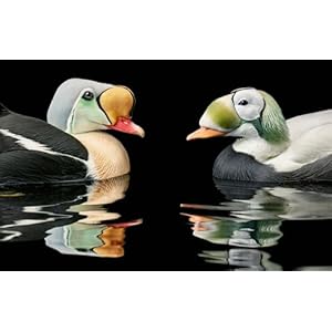 Birds Photographs Hardcover–November 23 2021