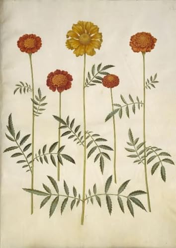 Impressions d'art Mural Tagetes Patula Poster Botanique Vintage Décoration Chambre 60x90cm