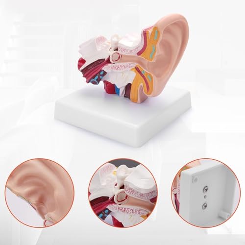 Image of Human Ear Model, 1.5 Times Enlarged PVC Stable Human Ear Anatomy Model Display Outer Middle Inner Ears Advanced Painting Anatomical Ear Model with Base for Teaching
