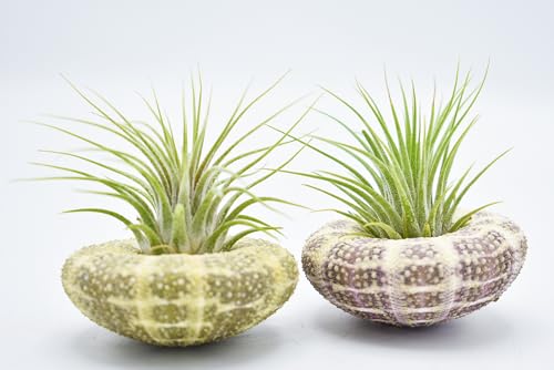 Florida Shells and Gifts 2-Pack: Beautiful Air Plant Kit w. Gator Sea Urchin Nautical Gift Beach Decor Coastal 1 1/2" Tillandsia Coastal Beach Cottage Planter Wedding Favor