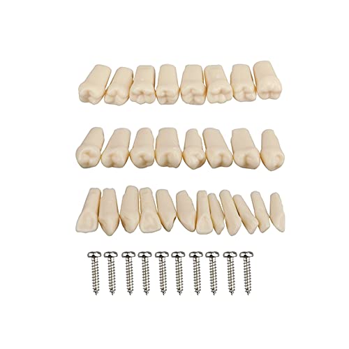 Simulador dental Maniquí Phantom Head para entrenamiento de práctica Estudiar Typodont Modelos con dientes extraíbles (32 piezas de dientes)