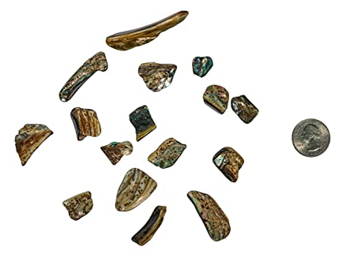 Image of 1 /4 Pound of Highly Polished Paua Abalone Shell Nuggets: 20-50mm (565-TNHP-4)