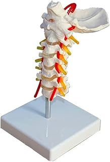 Scientific Research Cervical Model Vertebra Arteria Spine Nerves Anatomical Model Learning Tool on Stand Base Detachable Muscles/Human Organ Model
